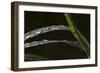 Close-Up of Dew on Grass-Gordon Semmens-Framed Photographic Print