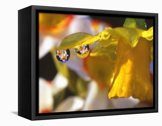 Close-up of Dewdrops Clinging to Petal of Daffodil Flower in Springtime, Multnomah County, Oregon-Steve Terrill-Framed Stretched Canvas