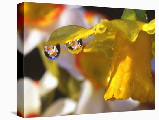 Close-up of Dewdrops Clinging to Petal of Daffodil Flower in Springtime, Multnomah County, Oregon-Steve Terrill-Stretched Canvas