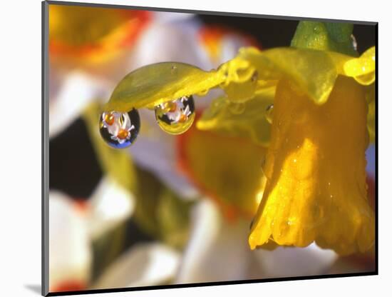 Close-up of Dewdrops Clinging to Petal of Daffodil Flower in Springtime, Multnomah County, Oregon-Steve Terrill-Mounted Photographic Print