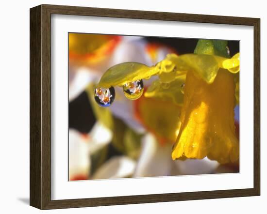 Close-up of Dewdrops Clinging to Petal of Daffodil Flower in Springtime, Multnomah County, Oregon-Steve Terrill-Framed Photographic Print