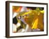 Close-up of Dewdrops Clinging to Petal of Daffodil Flower in Springtime, Multnomah County, Oregon-Steve Terrill-Framed Photographic Print