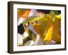 Close-up of Dewdrops Clinging to Petal of Daffodil Flower in Springtime, Multnomah County, Oregon-Steve Terrill-Framed Photographic Print