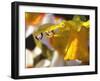 Close-up of Dewdrops Clinging to Petal of Daffodil Flower in Springtime, Multnomah County, Oregon-Steve Terrill-Framed Photographic Print