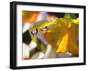 Close-up of Dewdrops Clinging to Petal of Daffodil Flower in Springtime, Multnomah County, Oregon-Steve Terrill-Framed Photographic Print