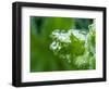 Close-up of dewdrops on a green leaf in a garden.-Julie Eggers-Framed Photographic Print