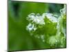 Close-up of dewdrops on a green leaf in a garden.-Julie Eggers-Mounted Photographic Print