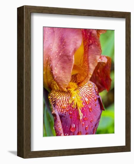 Close-up of dewdrops on a pink iris.-Julie Eggers-Framed Photographic Print