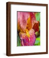 Close-up of dewdrops on a pink iris.-Julie Eggers-Framed Photographic Print