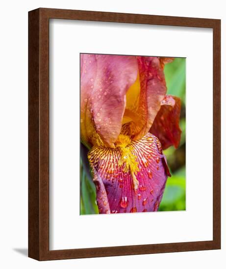 Close-up of dewdrops on a pink iris.-Julie Eggers-Framed Photographic Print