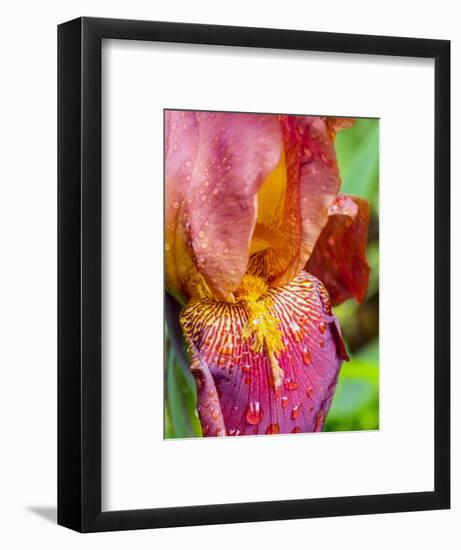 Close-up of dewdrops on a pink iris.-Julie Eggers-Framed Photographic Print
