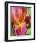 Close-up of dewdrops on a pink iris.-Julie Eggers-Framed Photographic Print