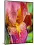 Close-up of dewdrops on a pink iris.-Julie Eggers-Mounted Photographic Print