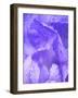 Close-up of dewdrops on a purple iris.-Julie Eggers-Framed Photographic Print