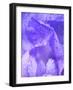 Close-up of dewdrops on a purple iris.-Julie Eggers-Framed Photographic Print