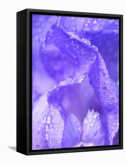 Close-up of dewdrops on a purple iris.-Julie Eggers-Framed Stretched Canvas