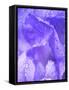 Close-up of dewdrops on a purple iris.-Julie Eggers-Framed Stretched Canvas