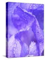 Close-up of dewdrops on a purple iris.-Julie Eggers-Stretched Canvas