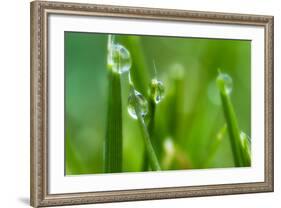 Close-Up of Dewdrops on Grass-Matt Freedman-Framed Photographic Print