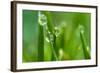 Close-Up of Dewdrops on Grass-Matt Freedman-Framed Photographic Print