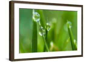 Close-Up of Dewdrops on Grass-Matt Freedman-Framed Photographic Print