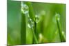 Close-Up of Dewdrops on Grass-Matt Freedman-Mounted Photographic Print