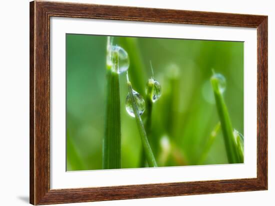 Close-Up of Dewdrops on Grass-Matt Freedman-Framed Photographic Print