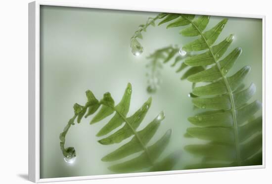 Close-Up of Dewy Deer Ferns, Seabeck, Washington, USA-Jaynes Gallery-Framed Photographic Print