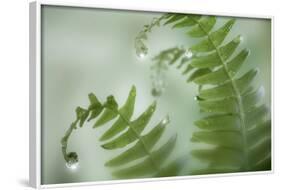 Close-Up of Dewy Deer Ferns, Seabeck, Washington, USA-Jaynes Gallery-Framed Photographic Print