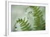 Close-Up of Dewy Deer Ferns, Seabeck, Washington, USA-Jaynes Gallery-Framed Photographic Print