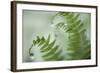 Close-Up of Dewy Deer Ferns, Seabeck, Washington, USA-Jaynes Gallery-Framed Photographic Print