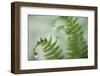 Close-Up of Dewy Deer Ferns, Seabeck, Washington, USA-Jaynes Gallery-Framed Photographic Print