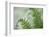 Close-Up of Dewy Deer Ferns, Seabeck, Washington, USA-Jaynes Gallery-Framed Photographic Print