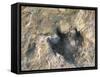 Close-Up of Dinosaur Footprint, Dinosaur Trackway, Clayton Lake State Park, New Mexico-Michael Snell-Framed Stretched Canvas