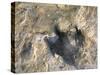 Close-Up of Dinosaur Footprint, Dinosaur Trackway, Clayton Lake State Park, New Mexico-Michael Snell-Stretched Canvas