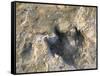 Close-Up of Dinosaur Footprint, Dinosaur Trackway, Clayton Lake State Park, New Mexico-Michael Snell-Framed Stretched Canvas