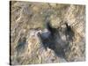 Close-Up of Dinosaur Footprint, Dinosaur Trackway, Clayton Lake State Park, New Mexico-Michael Snell-Stretched Canvas