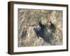 Close-Up of Dinosaur Footprint, Dinosaur Trackway, Clayton Lake State Park, New Mexico-Michael Snell-Framed Photographic Print