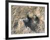 Close-Up of Dinosaur Footprint, Dinosaur Trackway, Clayton Lake State Park, New Mexico-Michael Snell-Framed Photographic Print