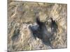 Close-Up of Dinosaur Footprint, Dinosaur Trackway, Clayton Lake State Park, New Mexico-Michael Snell-Mounted Photographic Print
