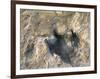 Close-Up of Dinosaur Footprint, Dinosaur Trackway, Clayton Lake State Park, New Mexico-Michael Snell-Framed Photographic Print