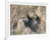 Close-Up of Dinosaur Footprint, Dinosaur Trackway, Clayton Lake State Park, New Mexico-Michael Snell-Framed Photographic Print