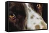 Close-Up of Dog-null-Framed Stretched Canvas