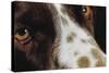 Close-Up of Dog-null-Stretched Canvas