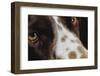 Close-Up of Dog-null-Framed Photographic Print