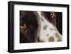 Close-Up of Dog-null-Framed Photographic Print