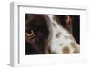 Close-Up of Dog-null-Framed Photographic Print