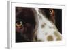 Close-Up of Dog-null-Framed Photographic Print