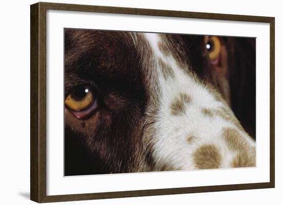 Close-Up of Dog-null-Framed Photographic Print