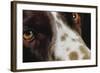Close-Up of Dog-null-Framed Photographic Print